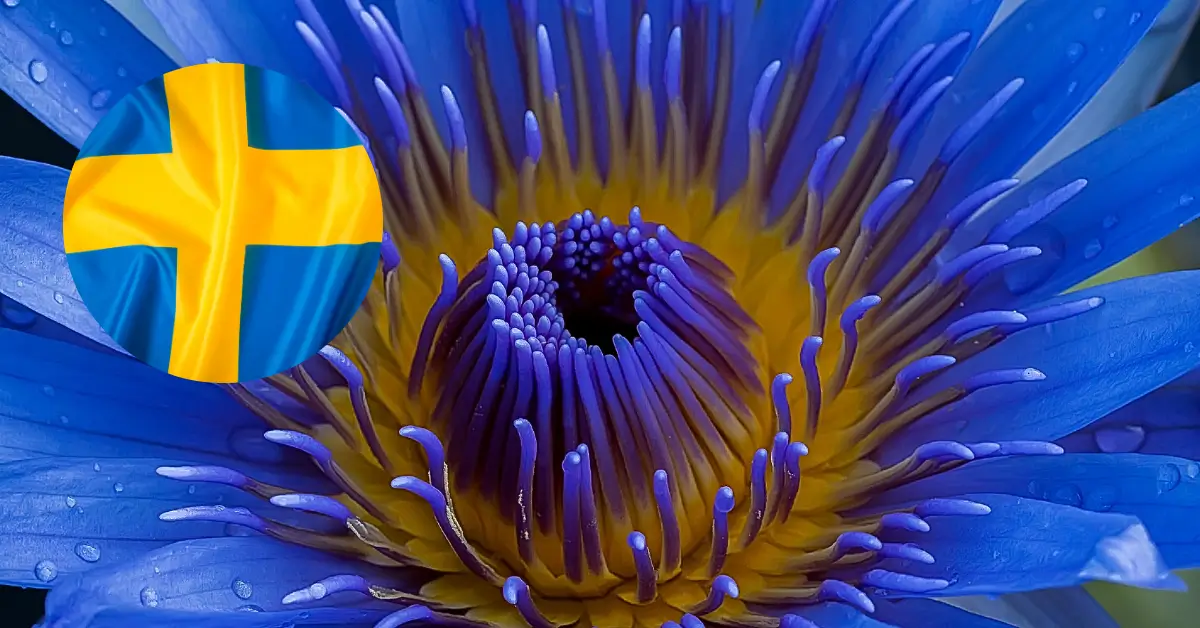 Är Blå Lotus Lagligt i Sverige? Effekter och Dosering
