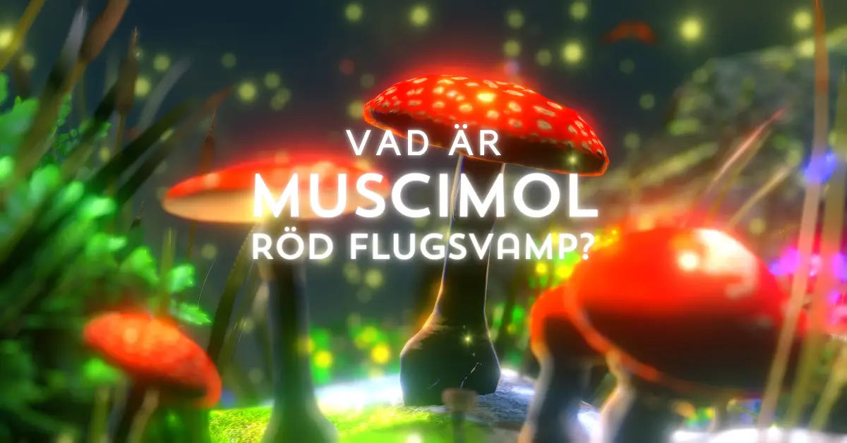 Muscimol – Effekter & Dosering av Röd Flugsvamp