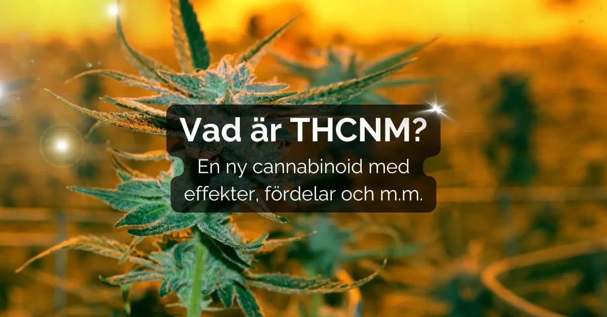Vad är THCNM? Är THC-NM lagligt i Sverige? Effekter & mer